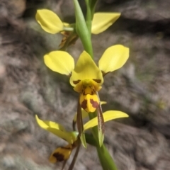 Diuris sulphurea (Tiger orchid) at Lake George, NSW - 30 Oct 2021 by MPennay