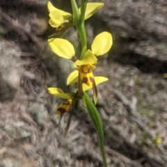 Diuris sulphurea at Lake George, NSW - 30 Oct 2021