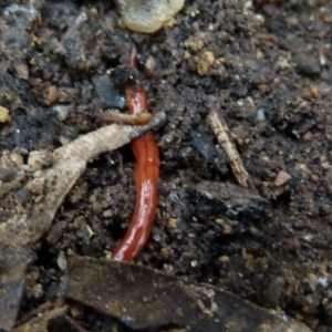 Anzoplana trilineata at Boro, NSW - 29 Oct 2021