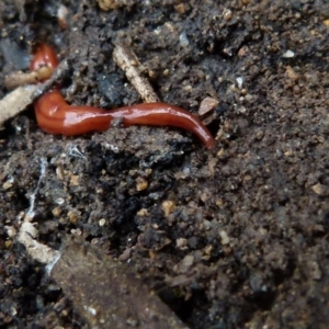 Anzoplana trilineata at Boro, NSW - suppressed