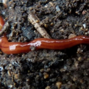 Anzoplana trilineata at Boro, NSW - suppressed