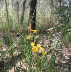 Diuris semilunulata (Late Leopard Orchid) at Point 5204 - 30 Oct 2021 by DGilbert