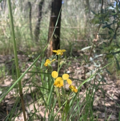Diuris semilunulata (Late Leopard Orchid) at Molonglo Valley, ACT - 30 Oct 2021 by DGilbert