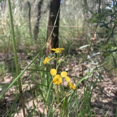 Diuris semilunulata (Late Leopard Orchid) at Point 5204 - 30 Oct 2021 by DGilbert