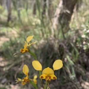 Diuris semilunulata at Undefined Area - suppressed