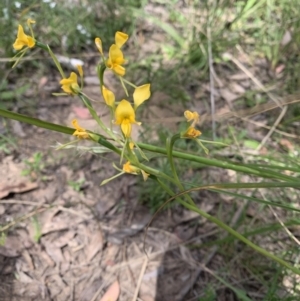 Diuris sp. at Undefined Area - suppressed