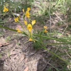 Diuris sp. (A donkey orchid) at Molonglo Valley, ACT - 30 Oct 2021 by DGilbert