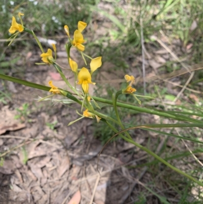 Diuris sp. (A Donkey Orchid) at Molonglo Valley, ACT - 30 Oct 2021 by DGilbert