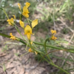 Diuris sp. at Undefined Area - suppressed