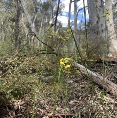 Diuris sulphurea (Tiger Orchid) at Molonglo Valley, ACT - 30 Oct 2021 by DGilbert