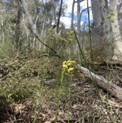 Diuris sulphurea (Tiger orchid) at Molonglo Valley, ACT - 30 Oct 2021 by DGilbert