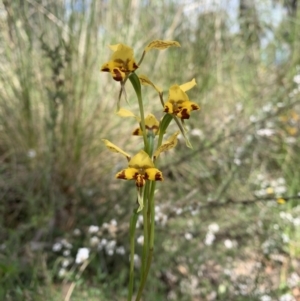 Diuris nigromontana at Point 5204 - 30 Oct 2021