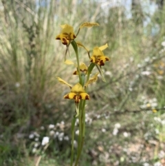Diuris nigromontana (Black mountain leopard orchid) at Molonglo Valley, ACT - 30 Oct 2021 by DGilbert