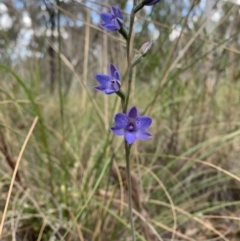 Thelymitra juncifolia (Dotted Sun Orchid) at Molonglo Valley, ACT - 30 Oct 2021 by DGilbert