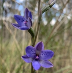 Thelymitra juncifolia at Molonglo Valley, ACT - 30 Oct 2021