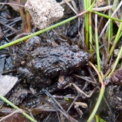 Crinia signifera (Common Eastern Froglet) at Boro - 28 Oct 2021 by Paul4K