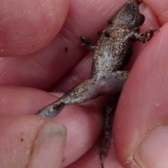 Crinia signifera at Boro, NSW - suppressed