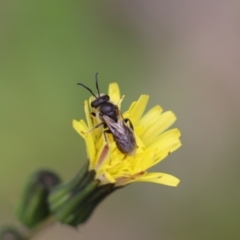Lasioglossum (Chilalictus) lanarium (Halictid bee) at QPRC LGA - 24 Oct 2021 by cherylhodges