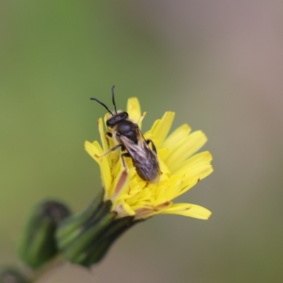 Lasioglossum (Chilalictus) lanarium (Halictid bee) at QPRC LGA - 24 Oct 2021 by cherylhodges