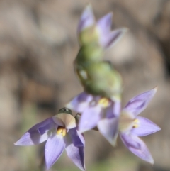 Thelymitra sp. (pauciflora complex) (Sun Orchid) at Gundaroo, NSW - 24 Oct 2021 by MaartjeSevenster