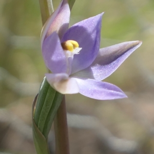 Thelymitra sp. (pauciflora complex) at Gundaroo, NSW - 24 Oct 2021