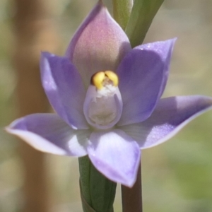 Thelymitra sp. (pauciflora complex) at Gundaroo, NSW - 24 Oct 2021