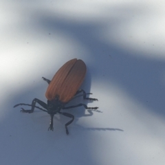 Porrostoma rhipidium (Long-nosed Lycid (Net-winged) beetle) at Namadgi National Park - 30 Oct 2021 by LD12