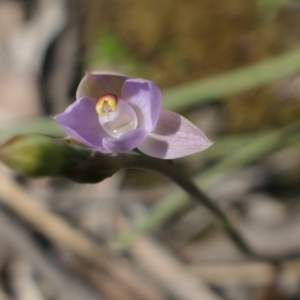 Thelymitra pauciflora at Gundaroo, NSW - suppressed