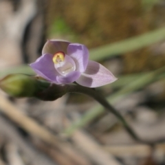 Thelymitra pauciflora (Slender Sun Orchid) at Gundaroo, NSW - 24 Oct 2021 by MaartjeSevenster