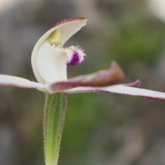 Caladenia moschata (Musky Caps) at MTR591 at Gundaroo - 24 Oct 2021 by MaartjeSevenster