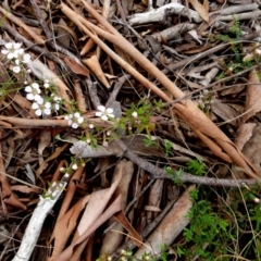 Gaudium brevipes (Grey Tea-tree) at Boro, NSW - 28 Oct 2021 by Paul4K