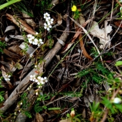 Gaudium brevipes at Boro, NSW - suppressed