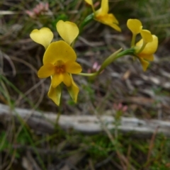 Diuris aequalis (Buttercup Doubletail) at Boro, NSW - 28 Oct 2021 by Paul4K