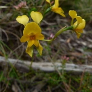 Diuris aequalis at Boro, NSW - suppressed