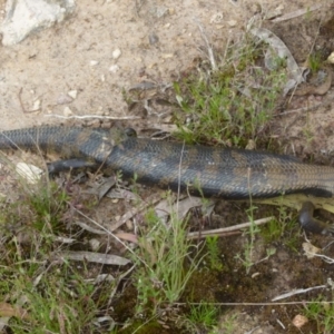 Tiliqua scincoides scincoides at Boro, NSW - 29 Oct 2021