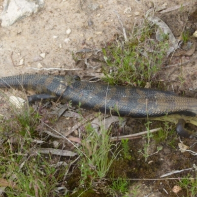 Tiliqua scincoides scincoides (Eastern Blue-tongue) at Boro - 28 Oct 2021 by Paul4K