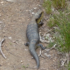 Tiliqua scincoides scincoides at Boro, NSW - suppressed