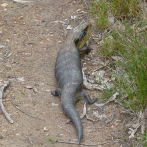 Tiliqua scincoides scincoides at Boro, NSW - suppressed