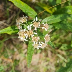 Olearia lirata (Snowy Daisybush) at Isaacs Ridge and Nearby - 30 Oct 2021 by Mike