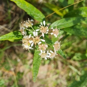 Olearia lirata at Isaacs, ACT - 30 Oct 2021