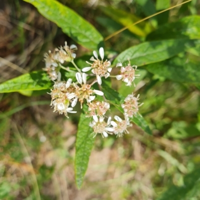 Olearia lirata (Snowy Daisybush) at Isaacs, ACT - 30 Oct 2021 by Mike