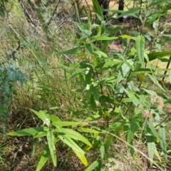 Olearia lirata at Isaacs, ACT - 30 Oct 2021 03:57 PM