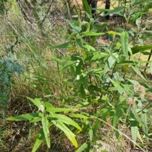 Olearia lirata at Isaacs, ACT - 30 Oct 2021 03:57 PM