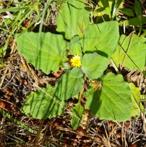 Cymbonotus sp. (preissianus or lawsonianus) at Isaacs, ACT - 30 Oct 2021