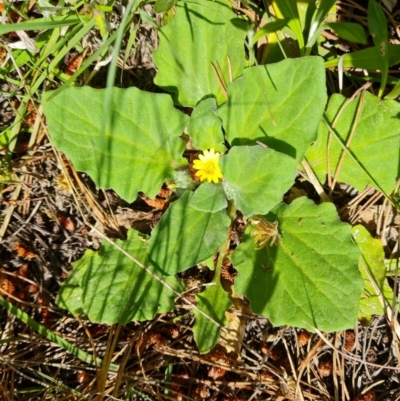 Cymbonotus sp. (preissianus or lawsonianus) (Bears Ears) at Isaacs Ridge and Nearby - 30 Oct 2021 by Mike