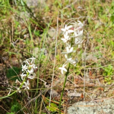 Stackhousia monogyna (Creamy Candles) at Isaacs Ridge and Nearby - 30 Oct 2021 by Mike