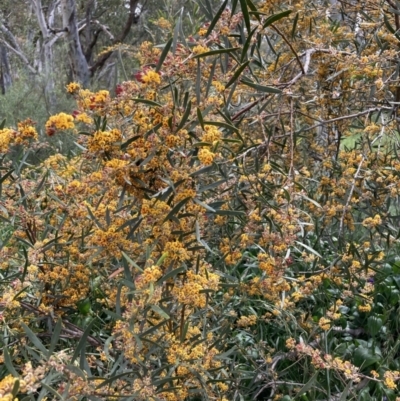 Daviesia mimosoides (Bitter Pea) at Bruce, ACT - 30 Oct 2021 by Jenny54