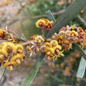 Daviesia mimosoides at Bruce, ACT - 30 Oct 2021 01:57 PM