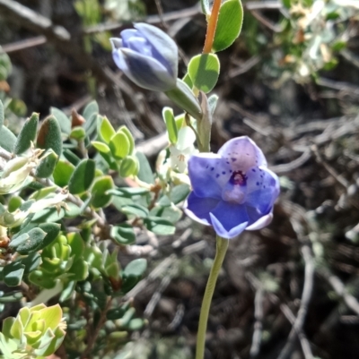 Thelymitra juncifolia (Dotted Sun Orchid) at Block 402 - 30 Oct 2021 by Lou
