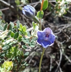 Thelymitra juncifolia (Dotted Sun Orchid) at Stromlo, ACT - 30 Oct 2021 by Lou